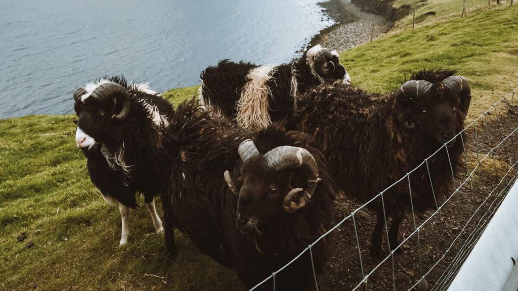 Sheep